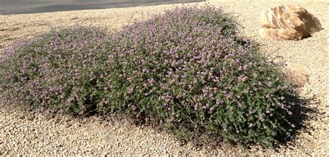 Great Design Plant Dalea Greggii