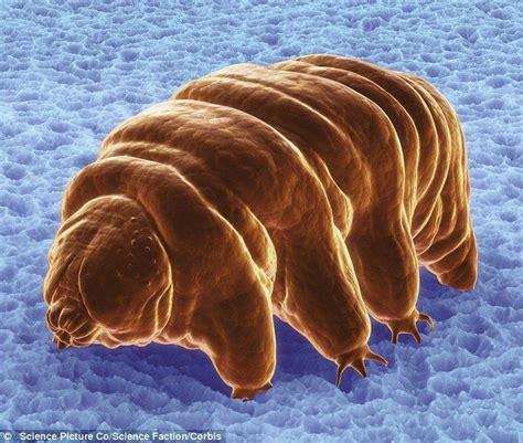 Tardigrades Also Known As Water Bears Are Some Of The Most