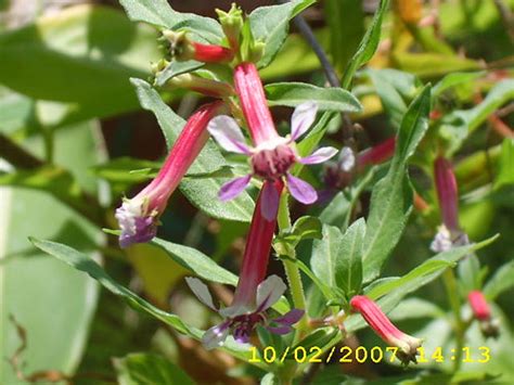 Cuphea Starfire Pink Cuphea In My Garden Annette Wright Flickr