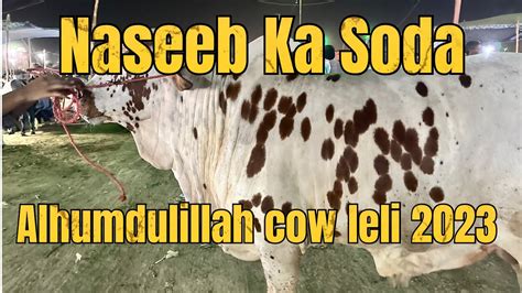 Naseeb Ka Soda Mandi Update Mandi Vlog 2023 YouTube