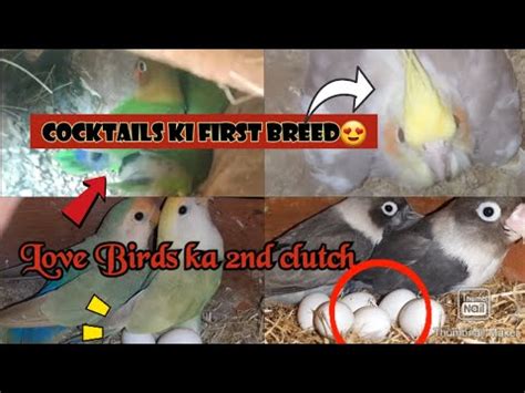 Love Birds Ka 2nd Clutch Anday Hi Anday Cocktails Ka 1st Chick