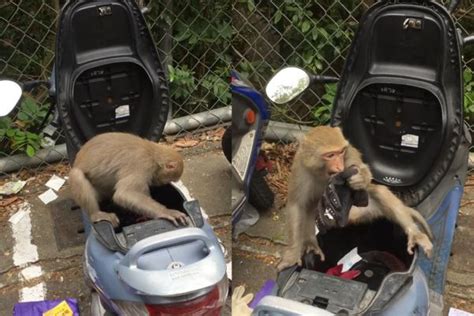 新聞 獼猴5秒拆走後照鏡片 過來人一看「這台車沒包」搖頭：不堪一擊 Gossiping板 Disp Bbs