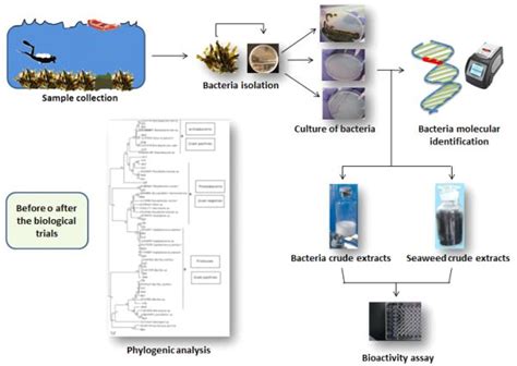 Bioactive Compounds From Bacteria Associated To Marine Algae Intechopen