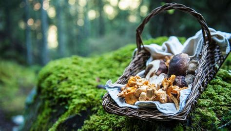 Ça sent bon le champignon dans les studios de France Bleu Besançon