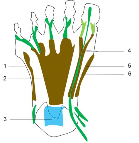 Diagramme De Seconde Couche Plantaire Du Pied Vue Inf Rieure Quizlet