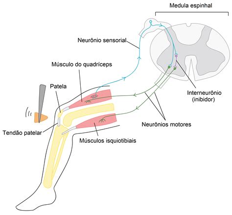 Neuronios Aferentes E Eferentes - Sinapse Do Diagrama De Neuronios