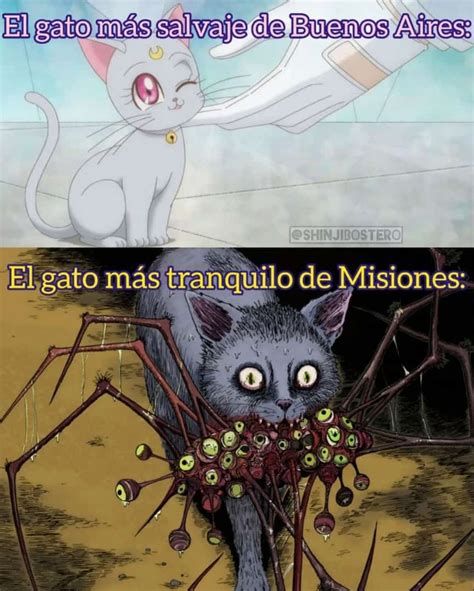 El Gato Meme Subido Por Chirolita Memedroid