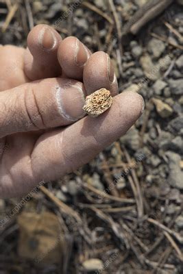 palaeontologist holding fossil bone fragments stock image