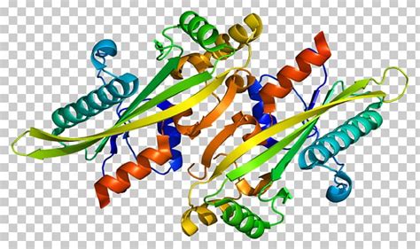 Protein Structure Gene Wiki Enzyme PNG, Clipart, Body Jewelry, Enzyme ...