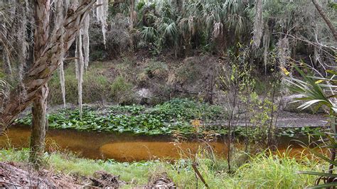 Peace River Trail Paynes Creek State Park Florida Hikes