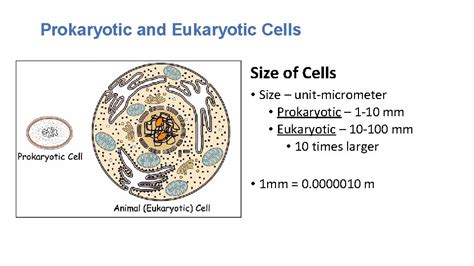 Prokaryotic and Eukaryotic Cells are the basic unit