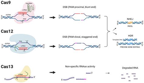 Ijms Free Full Text A Crispr Cas Cure For Hiv Aids