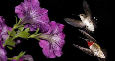 Rainforest Hummingbird Facts