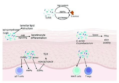 Microbial Physical Chemical And Innate And Adaptive Immune Barrier