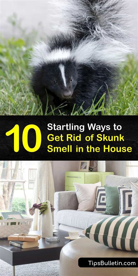 Skunk smell in house – Artofit