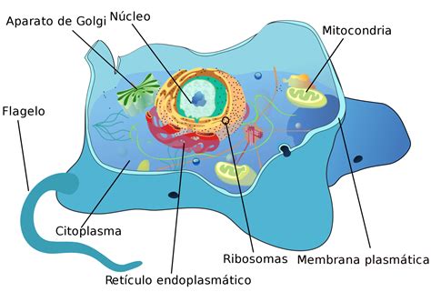 Niveles De Organización De La Materia Y Los Seres Vivos