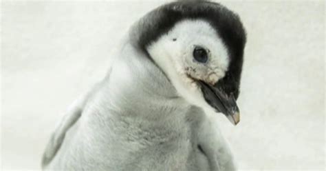 Baby Emperor penguin gets name after nationwide vote