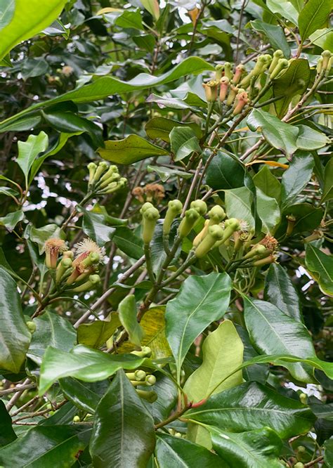 BUNGA CENGKEH Syzygium Aromaticum L Agrokompleks Kita