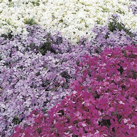 Purple And White Flowers Are Growing In The Ground