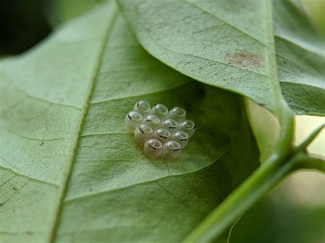 310+ Stink Bug Eggs On Plants Stock Photos, Pictures & Royalty-Free ...