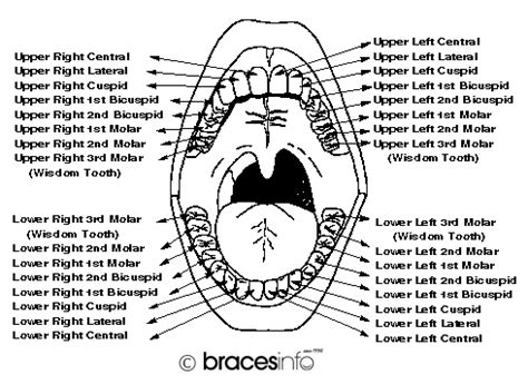 Teeth Names Bottom - Dental News Network