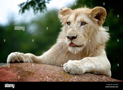 Male African White Lion Cub Stock Photo - Alamy