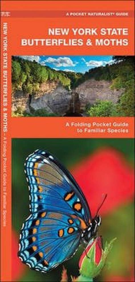 New York State Butterflies Moths A Folding Pocket Guide To Familiar