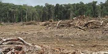 Biocontact forêt amazonienne chiffres record de déforestation avant