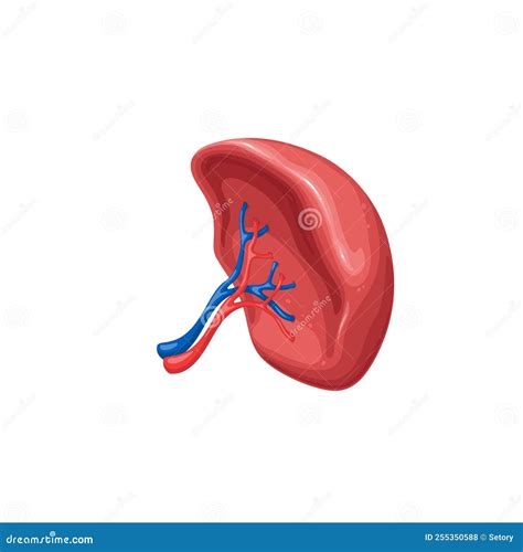 Human Spleen, Isolated Healthy Internal Organ Of Immune System With ...