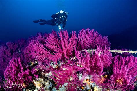 REEFSCAPES – Underwater Photography