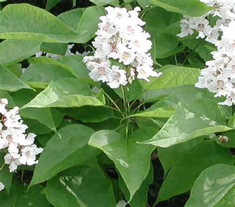 Catalpa Speciosa 1 2 Year Old Northern Catalpa Cigar Tree Etsy