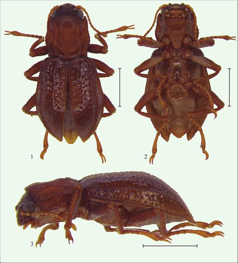 Microcylloepus Loebli N Sp Holotype Male Habitus 1 Dorsal View Download Scientific