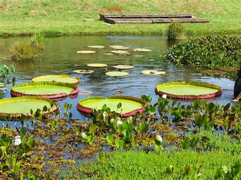 Jardim Botânico Municipal de Bauru No dia Nacional da Botânica a