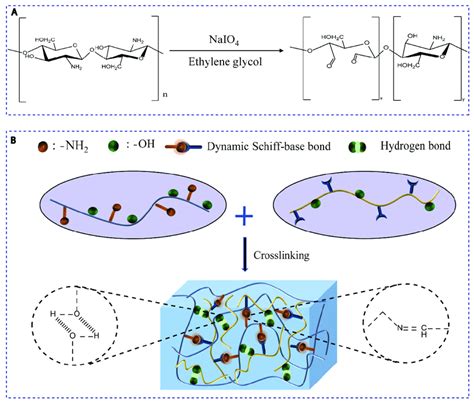 Scheme 1 A Oxidation Reaction Of Chitosan And The Molecular Download Scientific Diagram