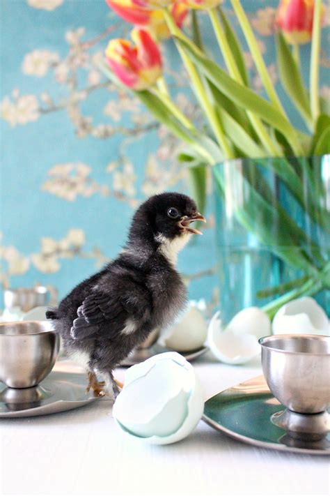 Spring Baby Chick Photos We Got A New Batch Of Chicks Dans Le