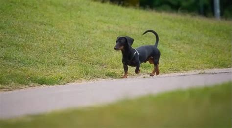 Dachshund Puppies: Navigate the Complete Care Guide | The Infox