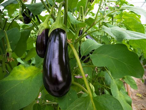 Planting and Growing Eggplant | HGTV