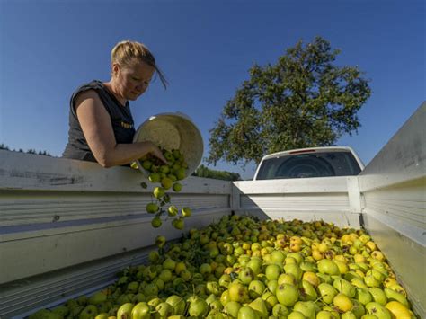 ungeahnten Schätze der Streuobstwiese