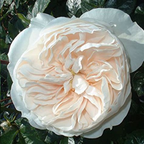 Macmillan Nurse Shrub Rose Quality Roses Direct From Grower