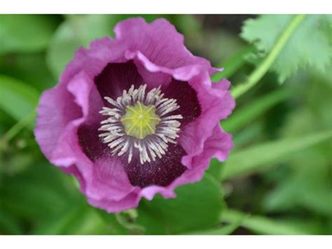 The Alluring Purple Poppy Flower Meaning - Harvest Indoor