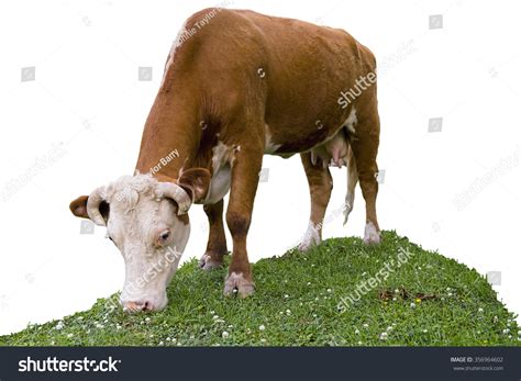 87,233 Cow Eat Grass Images, Stock Photos & Vectors | Shutterstock