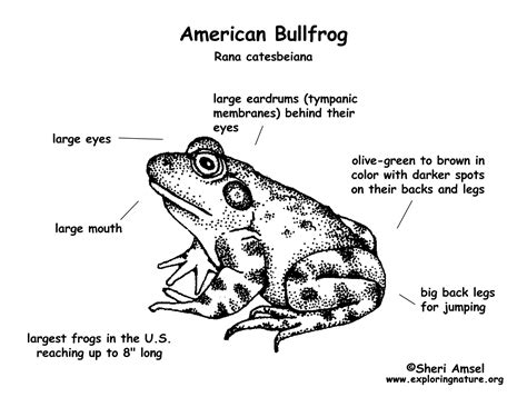 Tympanic Membrane Frog