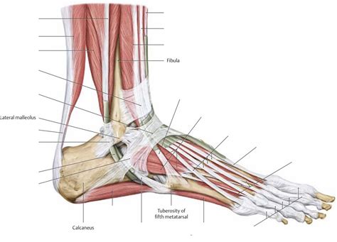 Lab Practical Lateral Muscles Of The Leg Diagram Quizlet Off