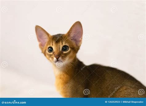 Abyssinian Kitten Ancient Cat Breed Stock Image Image Of Breed