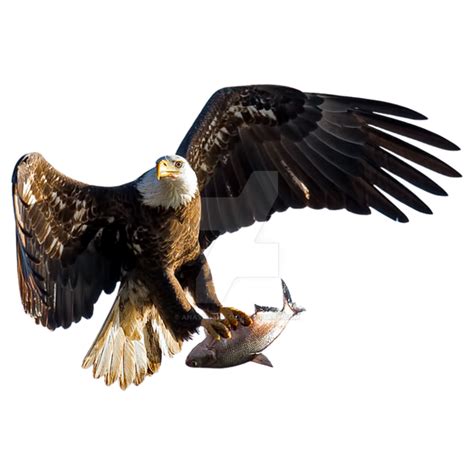 Eagle In Flight Isolated On Transparent Background by anavringold on ...