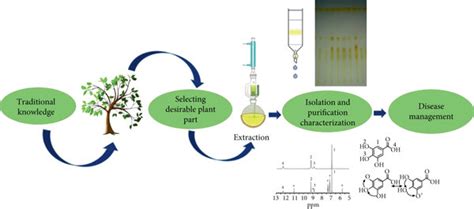 Process Of Activity Guided Isolation Of Compounds Based On The Download Scientific Diagram