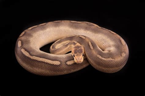 Champagne Ball Python Morph Guide and Breeding Tips – BALL PYTHON ...