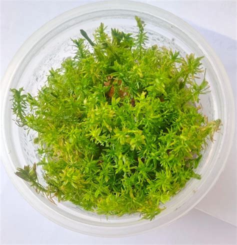 Rotala Wallichii Red Tc Green Water Aquascapes