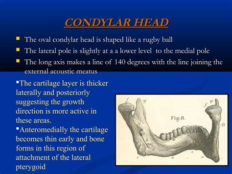 Temporomandibular Joint Development And Anatomy Ppt