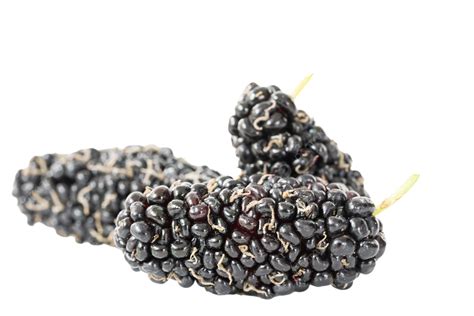 Mulberry Seed PNG, Vector, PSD, and Clipart With Transparent Background